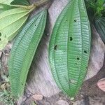 Miconia tschudyoides Leaf