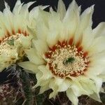 Echinocereus papillosus Flor