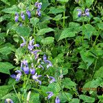 Brillantaisia lamium Habit