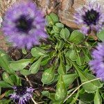 Globularia cordifolia Leaf