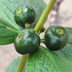 Fadogia triphylla Fruto