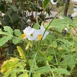 Solanum sisymbriifolium फूल
