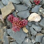 Sedum atratum Habit