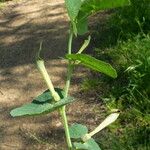 Aristolochia paucinervis Habit