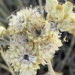 Helichrysum stoechas 花