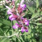 Salvia officinalis Kwiat