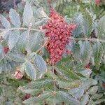 Rhus coriaria Fruto