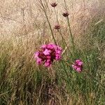 Dianthus carthusianorum花