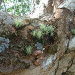 Tillandsia fasciculata Yaprak