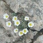 Saxifraga diapensioides Flower