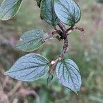 Cotoneaster dielsianus ഇല