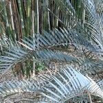 Encephalartos lehmannii ഇല