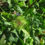 Jacquemontia tamnifolia Blatt