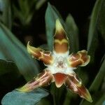 Huntleya lucida Flower