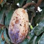 Dacryodes edulis Fruit