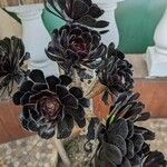 Aeonium arboreumFoglia