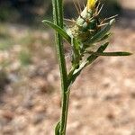 Centaurea melitensis Bark