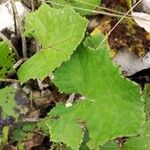 Tussilago farfaraLeaf