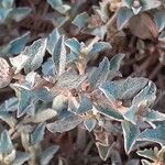 Atriplex semibaccata Blad