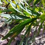 Euphorbia dendroides ᱥᱟᱠᱟᱢ