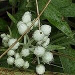 Anaphalis margaritacea Flower