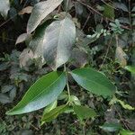 Pouchetia africana Hoja