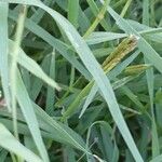 Cynodon dactylon Leaf