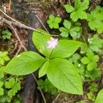 Trientalis borealis Flor