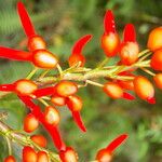 Erythrina globocalyx Vaisius