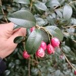 Syzygium australe Fruchs