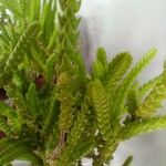 Crassula tillaea Leaf