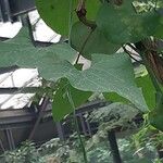 Aristolochia littoralis Leaf