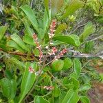 Beaupreopsis paniculata Kvet