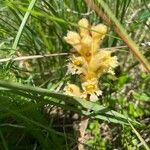 Orobanche lutea Flor