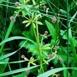 Galium triflorum 花