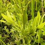 Euphorbia salicifolia