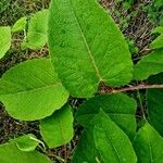 Reynoutria sachalinensis Leaf