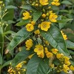 Lysimachia vulgaris Flor