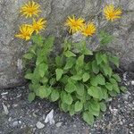 Doronicum austriacum Habit