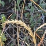 Sehima nervosa Fruit