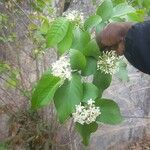 Holarrhena floribunda Цвят