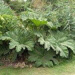 Gunnera tinctoria موطن