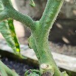 Solanum lycopersicum Bark
