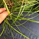 Carex remota Folla