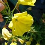 Oenothera biennis花