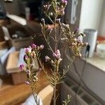 Chamelaucium uncinatum 花