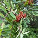 Sorbus americana Ovoce