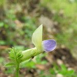 Vicia laeta 花