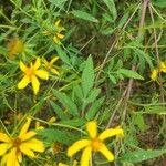 Bidens aristosa Leaf