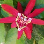 Passiflora vitifolia Floare